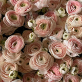 Ранункулюс у кошику - Freesia