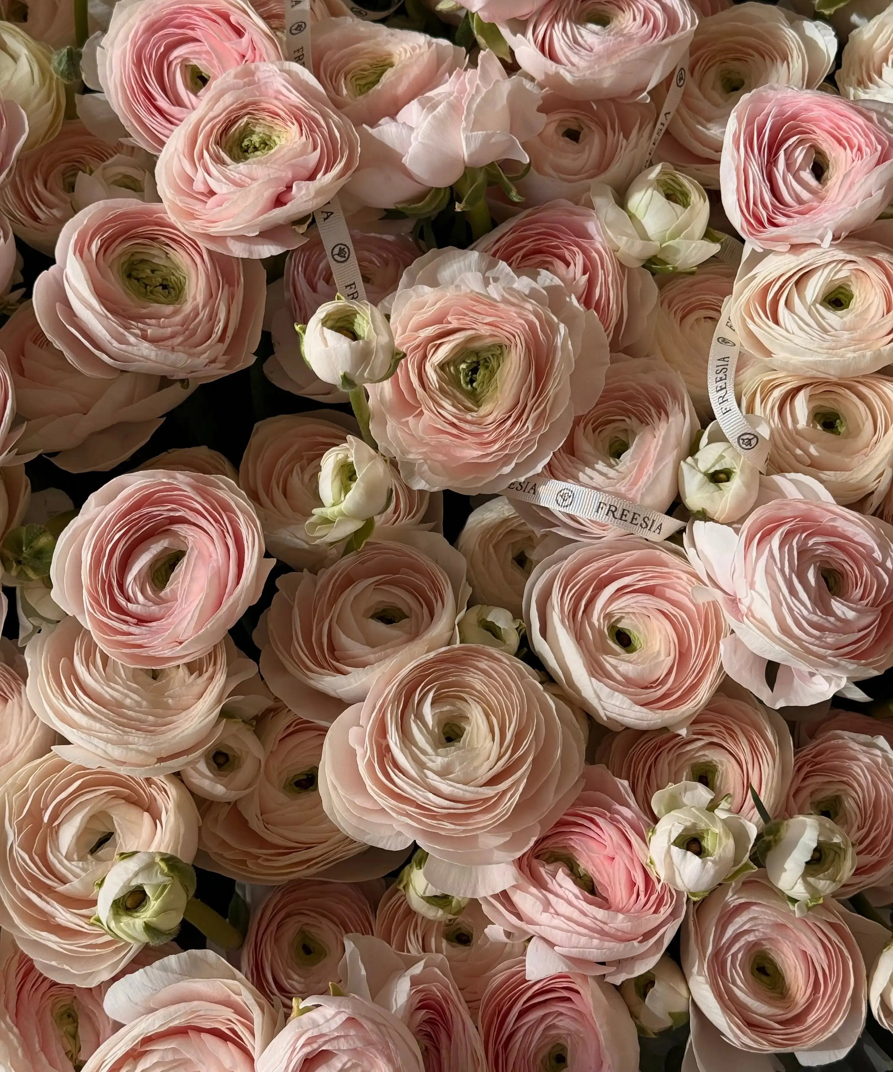 Ранункулюс у кошику - Freesia
