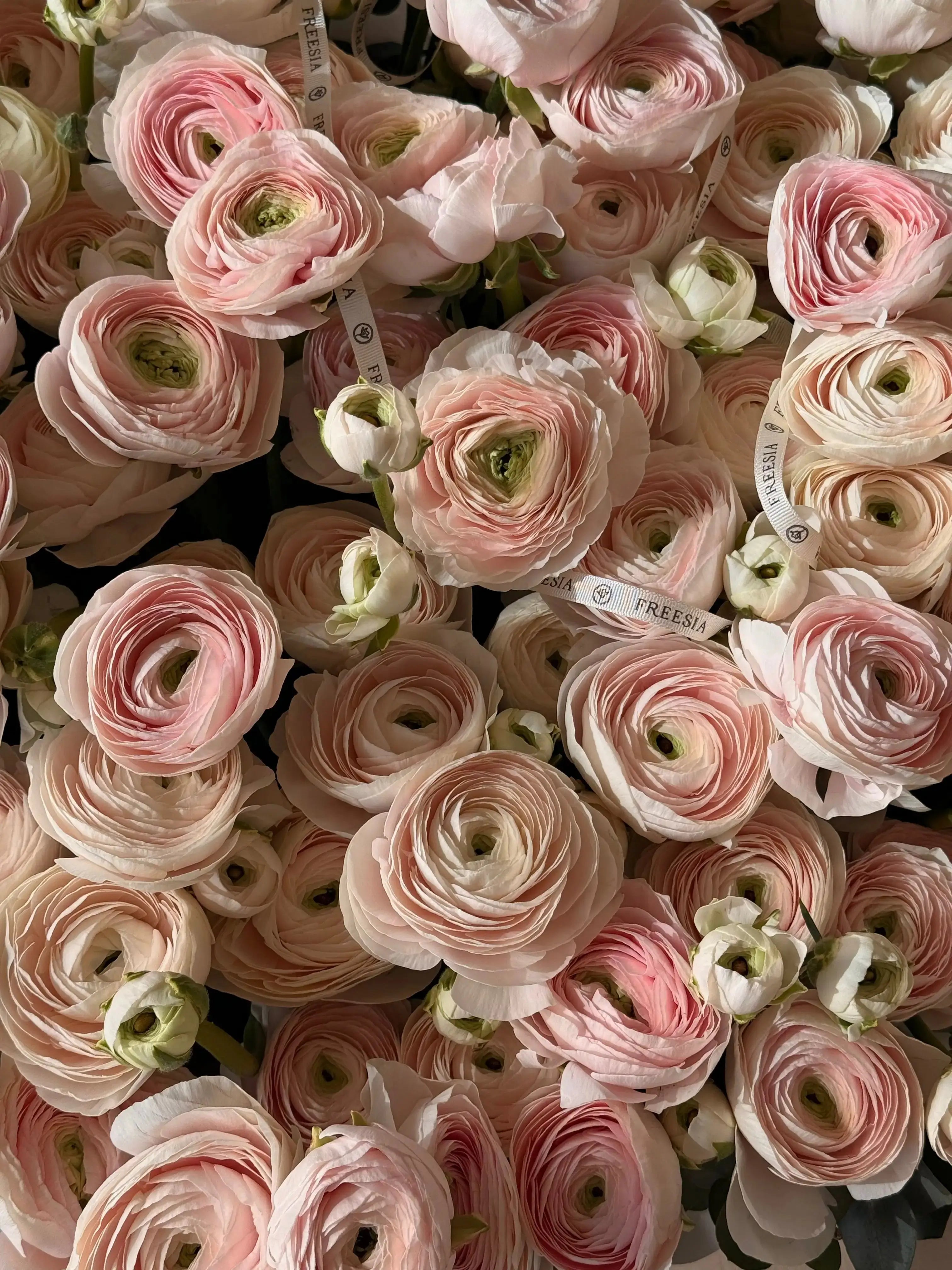 Ранункулюс у кошику - Freesia
